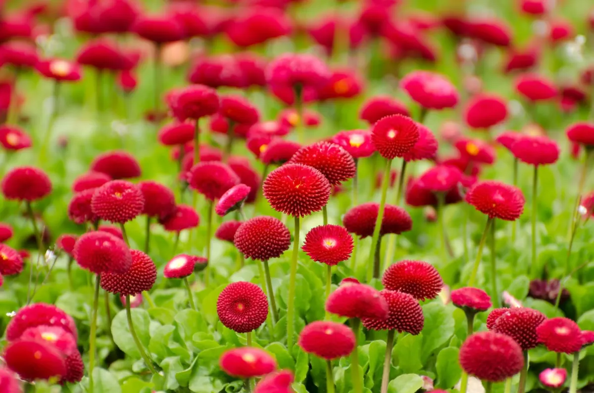 10 Beginner-Friendly Perennials That Bloom the First Year