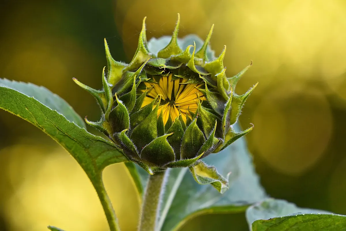 Annuals vs Perennials: Which Should You Plant Where?
