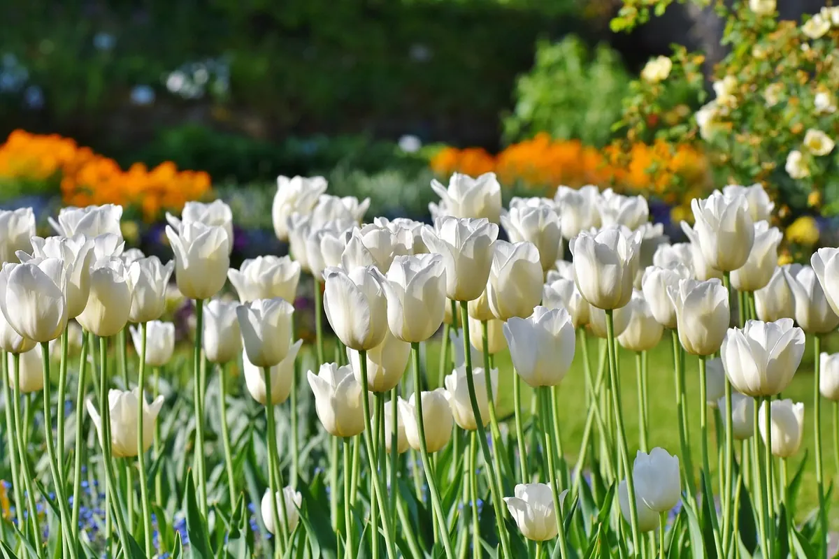 How to Build a No-Dig Flower Bed in One Weekend