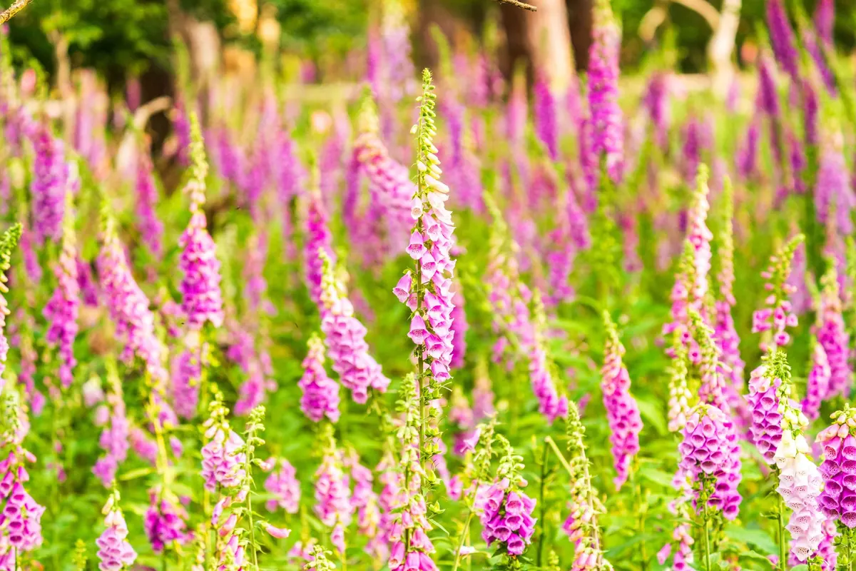 How to Grow Foxgloves from Seed: A Month-by-Month Guide