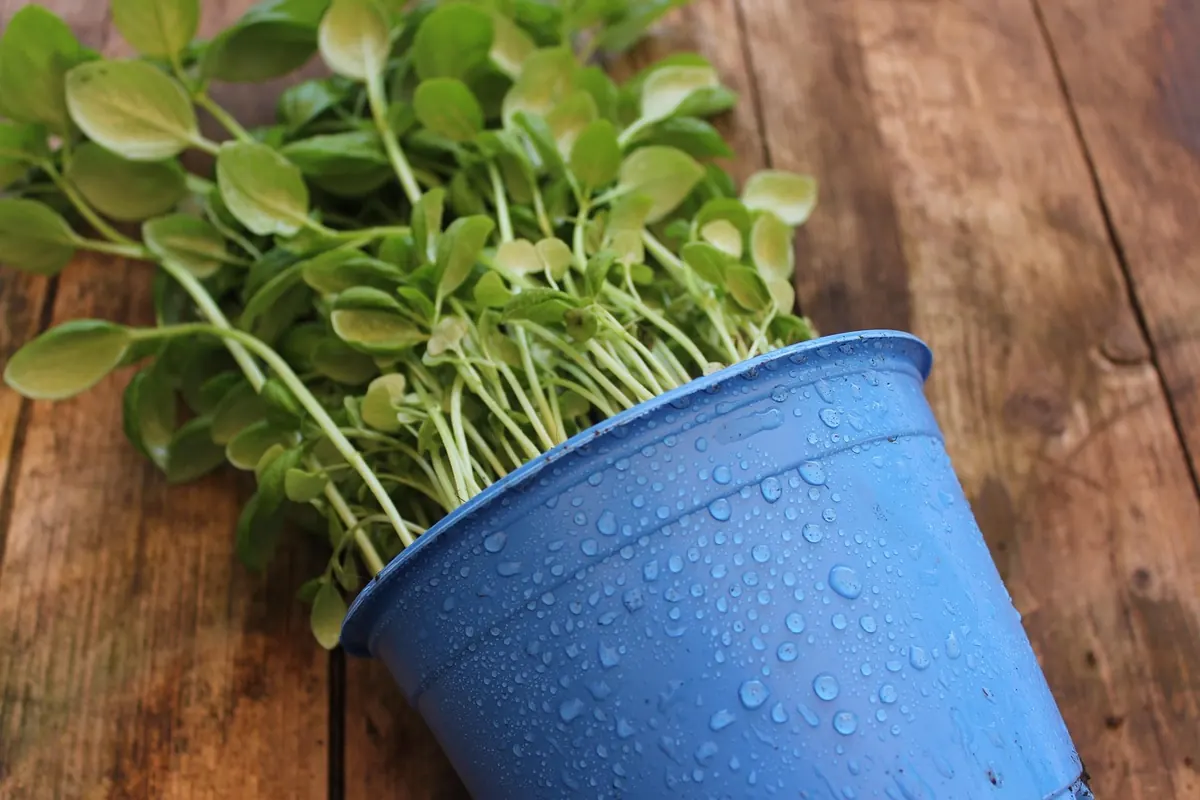 Outdoor Decorating with Containers: 12 Plant Pairings for Porches and Patios