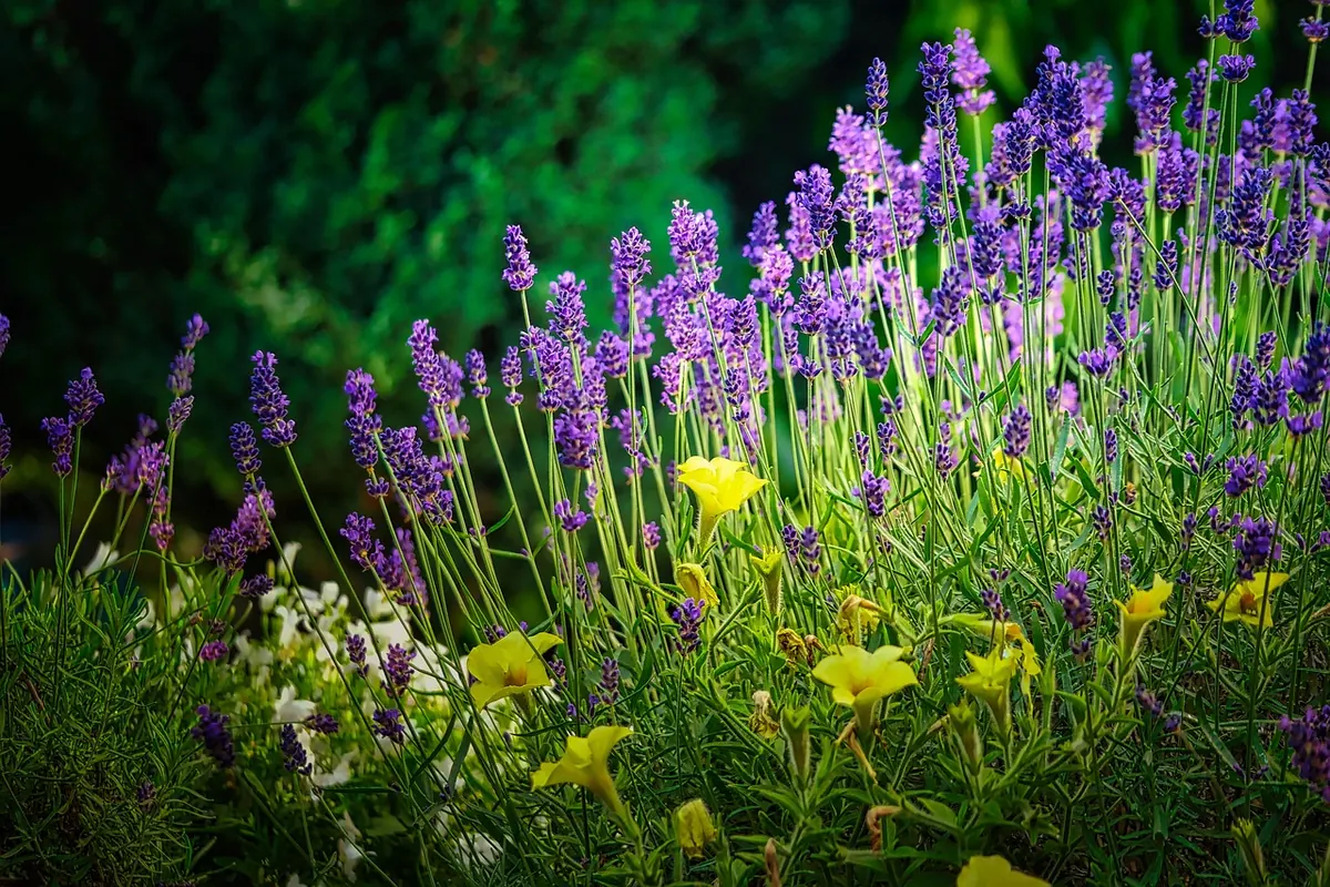 Shade Garden Design: Layering Plants for Color from Spring to Fall